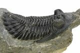 Hollardops Trilobite Fossil - Detailed Eye Preservation #275230-2